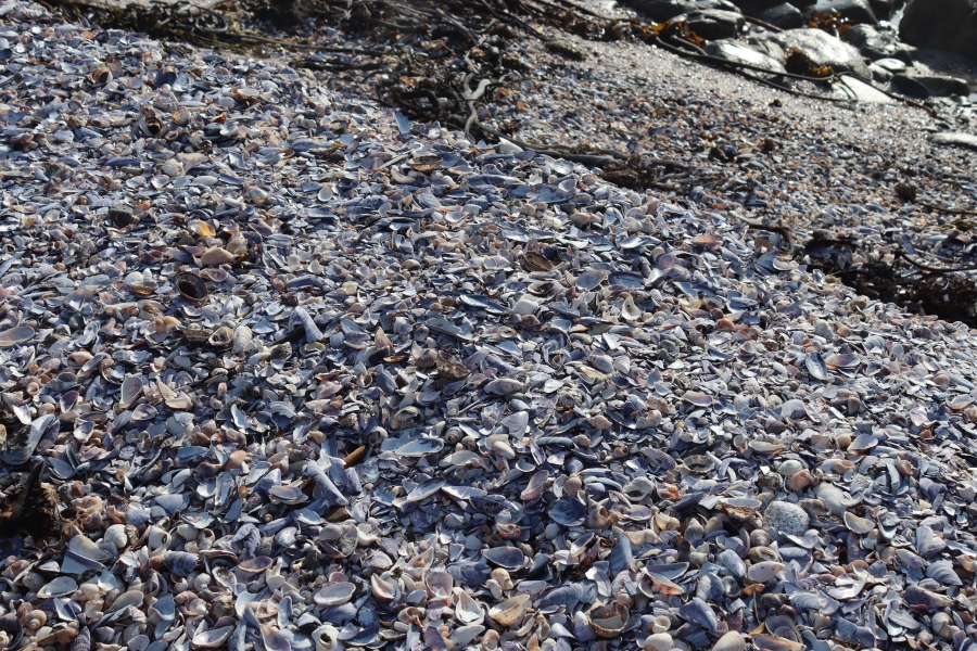 0 Bedroom Property for Sale in St Helena Views Western Cape